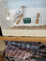 Pennant Rosella, Dieren en Toebehoren