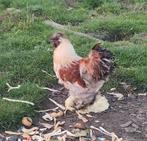 Prachtige tricolore zijdehoenderhaan, Dieren en Toebehoren