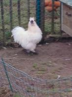 Zijdehoeder haan 1,5 jaar oud, Dieren en Toebehoren, Pluimvee, Mannelijk, Kip