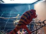 Kameleon furcifer pardalis ambilobe, Dieren en Toebehoren, Reptielen en Amfibieën, Hagedis, 0 tot 2 jaar