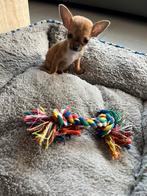 Kleinblijvend chichuahuatje, Dieren en Toebehoren, Honden | Chihuahua's en Gezelschapshonden, België, Particulier, Reu, CDV (hondenziekte)