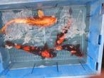 15 koi 30-85 cm, Animaux & Accessoires, Poissons | Poissons d'étang