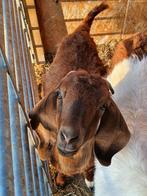 Trio Kalahari boergeiten, Dieren en Toebehoren, Schapen, Geiten en Varkens