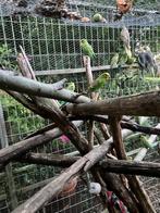 Grasparkiet, Dieren en Toebehoren, Vogels | Parkieten en Papegaaien, Parkiet