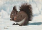 EEKHOORN, Verzamelen, Postkaarten | Dieren, Verzenden, 1960 tot 1980, Gelopen, Knaagdier