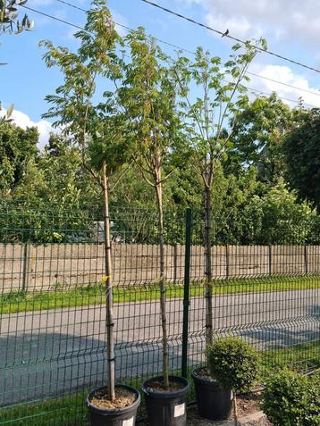 Albizia Julibrissin Ombrella - Perzische Slaapboom  beschikbaar voor biedingen