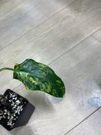 Philodendron Domesticum Variegata (1), Huis en Inrichting, Kamerplanten, Ophalen of Verzenden