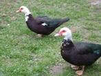 Gratis - 2 x barbarie / muskuseend, Animaux & Accessoires, Oiseaux | Oiseaux Autre, Femelle, Domestique
