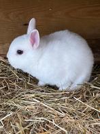 Bo pooltje jong kleurdwerg nijntje, Dieren en Toebehoren, Konijnen