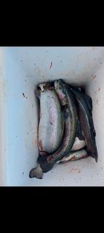 Forel vissen, Dieren en Toebehoren, Vissen | Vijvervissen