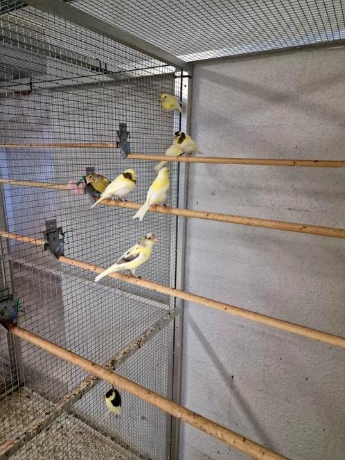 Waterslager en timbrado, Dieren en Toebehoren, Vogels | Kanaries