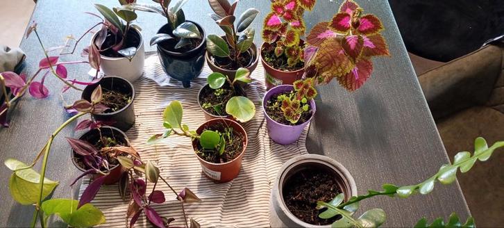 Verschillende soorten kamerplanten, Tuin en Terras, Planten | Tuinplanten, Ophalen