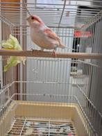 Mal canari mosaïque a vendre