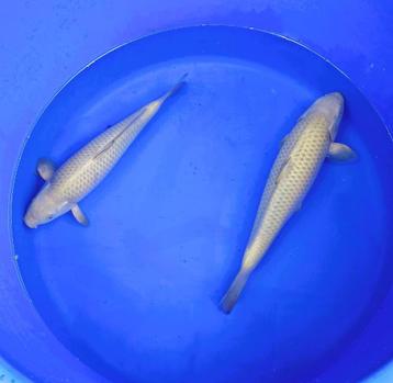 japanse koi beschikbaar voor biedingen