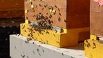 zesraams bijenvolk buckfast te koop, Bijen