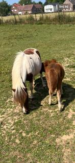 Shetlander merrie en veulen, Dieren en Toebehoren, Merrie, A pony (tot 1.17m), Gechipt, Onbeleerd