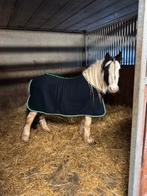 Knappe b kinderpony, Dieren en Toebehoren, B