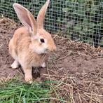 Vlaamse reus rammelaars, Dieren en Toebehoren, Konijnen