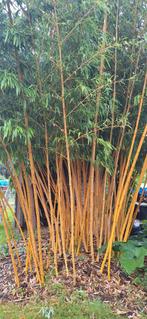 Reuzenbamboe - Phyllostachys vivax Aureocaulis, Tuin en Terras, Ophalen