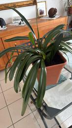 Kamerplant Clivia, Huis en Inrichting, Kamerplanten, Ophalen