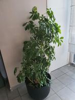 Kamerplant Schefflera arboricola, Tuin en Terras, Planten | Tuinplanten, Ophalen