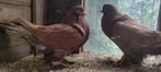 Koppel Gentse kroppers, Animaux & Accessoires, Oiseaux | Pigeons