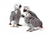 Gezocht baby grijze roodstaart om te pappen, Animaux & Accessoires, Oiseaux | Perruches & Perroquets