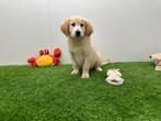 Chiots Golden Retriever, Animaux & Accessoires, Chiens | Retrievers, Épagneuls & Chiens d'eau, Golden retriever, Chien (mâle)