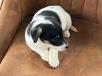 Jack russell pups, België, Particulier, Jack Russell Terriër, 8 tot 15 weken