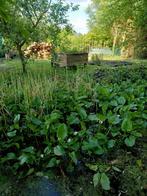 VIJVER PLANT  PLANTE DE JARDIN, Tuin en Terras, Planten | Tuinplanten, Ophalen, Lente, Vijverplanten