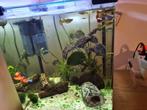 Aquarium compleet met vissen en garnalen, Dieren en Toebehoren, Vissen | Aquaria en Toebehoren, Ophalen, Zo goed als nieuw, Gevuld zoetwateraquarium