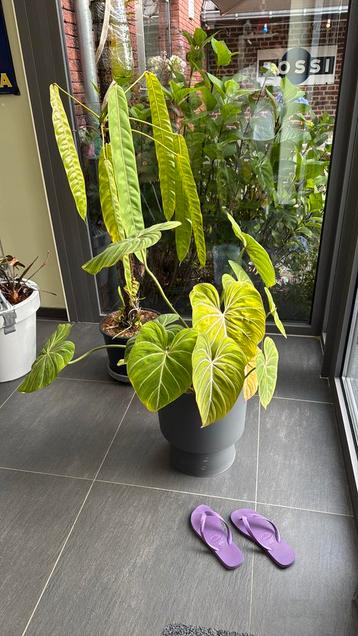 Philodendron gloriosum beschikbaar voor biedingen