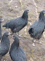 Jonge Australorp kippen, Dieren en Toebehoren, Pluimvee