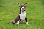 Boston Terriër pups te koop (bruin-wit), Dieren en Toebehoren, 15 weken tot 1 jaar, Overige rassen, Buitenland, CDV (hondenziekte)