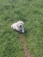 Prachtige golden retriever pups, Dieren en Toebehoren, Golden retriever, België, CDV (hondenziekte), 8 tot 15 weken