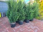 Taxus Baccata haagplanten in alle maten nu weer leverbaar, Ophalen of Verzenden, Taxus, Haag, 100 tot 250 cm