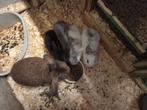Konijnen, Dieren en Toebehoren, Knaagdieren, Mei