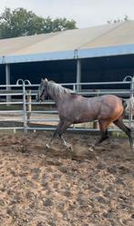 La diva jahwar, Dieren en Toebehoren, Ruin, Minder dan 160 cm, Gechipt, 3 tot 6 jaar