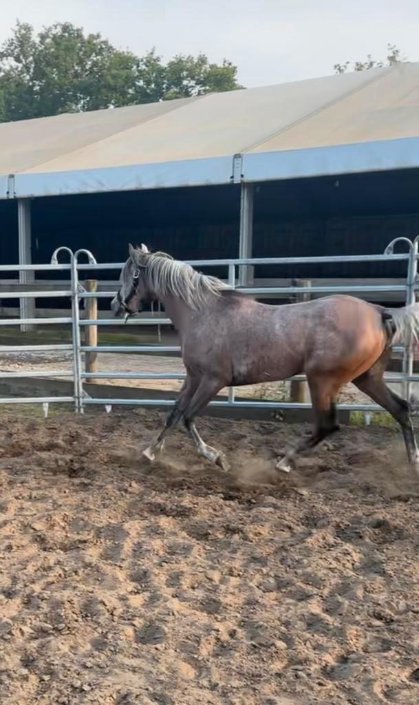 La diva jahwar, Dieren en Toebehoren, Paarden, Ruin, Minder dan 160 cm, 3 tot 6 jaar, Met stamboom, Gechipt, Ontwormd, Ingeënt