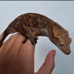 Wimper gekko/crested gecko vrouwtje, Dieren en Toebehoren, Reptielen en Amfibieën