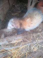 Fred te koop, Dieren en Toebehoren