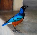 Driekleurige Glansspreeuw man te koop, Mannelijk, Tropenvogel, Geringd