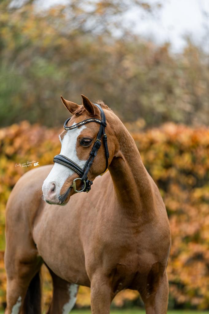 Welsh Sectie B Fokmerrie scherpgeprijst, Dieren en Toebehoren, Pony's, Merrie, Onbeleerd, C pony (1.27m tot 1.37m), 7 tot 10 jaar