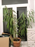 Plante d'intérieur, Ophalen, Ficus, 100 tot 150 cm, In pot