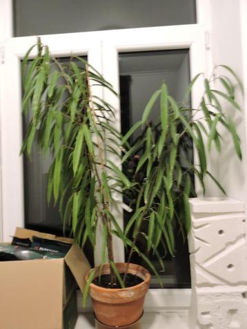 Plante d'intérieur beschikbaar voor biedingen