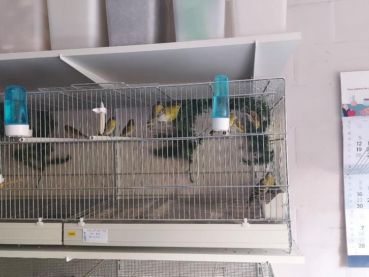Europese sijsjes, Dieren en Toebehoren, Vogels | Overige Vogels
