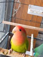 Dwerig papegaai, Animaux & Accessoires, Oiseaux | Perruches & Perroquets, Domestique, Perroquet