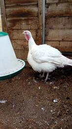 Vlees kalkoen breedborst kalkoenen, Dieren en Toebehoren, Pluimvee, Mannelijk, Kalkoen