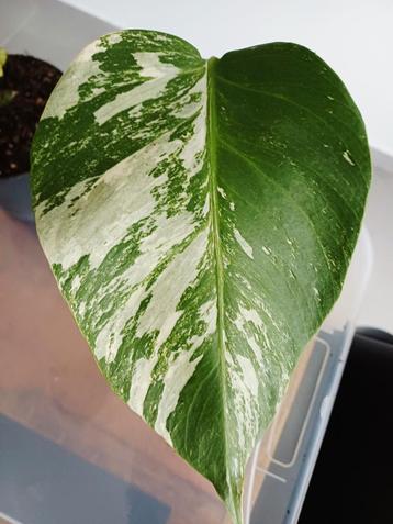 Monstera deliciosa albo variegata  beschikbaar voor biedingen