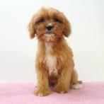 Cavapoo - Chiots à vendre, Plusieurs, Étranger, Commerçant, Parvovirose